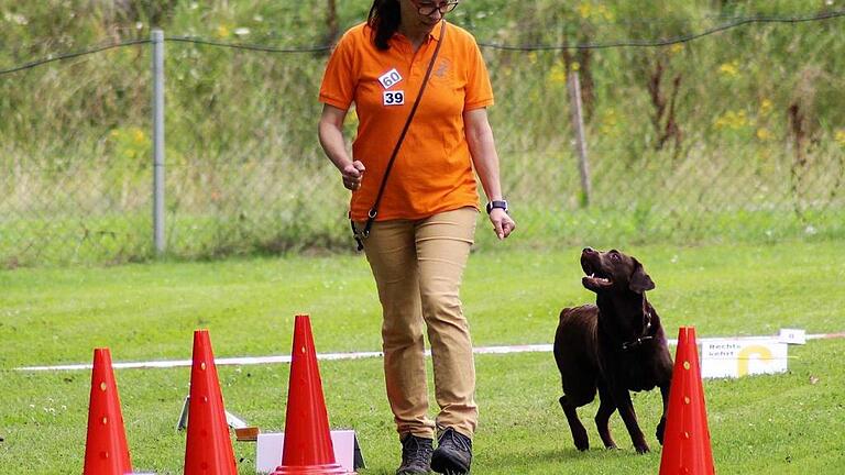 Vollste Aufmerksamkeit: Kirsten von Falkenstein vom veranstaltenden Hundeverein Gerolzhofen und ihre braune Labradorhündin Aska zeigten sich bei der Rally als eingespieltes Team.