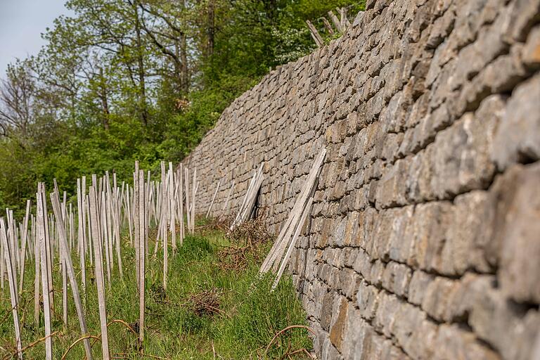 Im Geschichtsweinberg in der Iphöfer Weinlage Julius-Echter-Berg zeigen drei Weinbergsflächen, wie im Mittelalter, um 1800 und 1960 Wein angebaut wurde. Im Geschichtsweinberg in der Iphöfer Weinlage Julius-Echter-Berg zeigen drei Weinbergsflächen, wie im Mittelalter, um 1800 und 1960 Wein angebaut wurde. 
