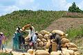 Schwerstarbeit: In der glühenden Hitze bedienen diese Männer in Guatemala eine kleine Mais-Dreschmaschine.