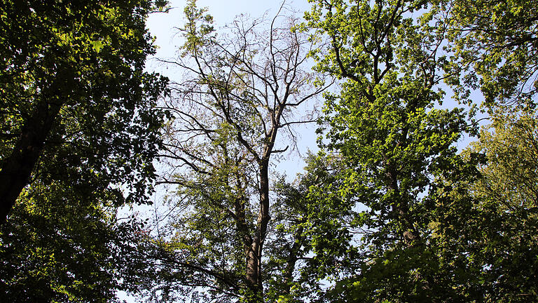 Blick auf eine der als Folge des Klimawandels todgeweihten Buchen in der Waldabteilung „Banzerrangen“ bei Handthal (Lkr. Schweinfurt). Die Krone ist aufgrund der Trockenheit verlichtet. Auch wenn der Baum in unteren Regionen noch Blätter trägt, wird er in naher Zukunft sterben.