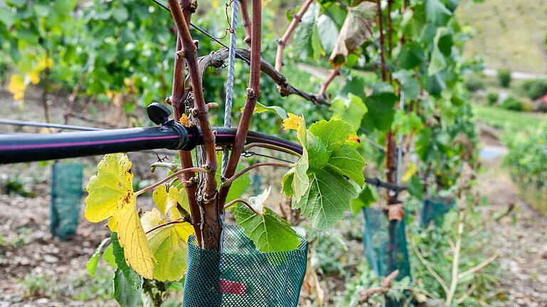 Projekt der Weinbergsbewässerung im Thüngersheimer Scharlachberg durch die LWG. Tröpfchenbewässerung soll der zunehmenden Trockenheit entgegenwirken. Projekt der Weinbergsbewässerung im Thüngersheimer Scharlachberg durch die LWG. Tröpfchenbewässerung soll der zunehmenden Trockenheit entgegenwirken.