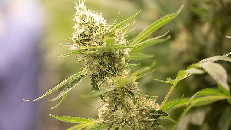 Auf die Blüte kommt es vor allem an - auch bei der Produktion von medizinischem Cannabis. Das wird seit kurzem auch in einem Betrieb im Landkreis Schweinfurt hergestellt. Auf die Blüte kommt es vor allem an - auch bei der Produktion von medizinischem Cannabis. Das wird seit kurzem auch in einem Betrieb im Landkreis Schweinfurt hergestellt.