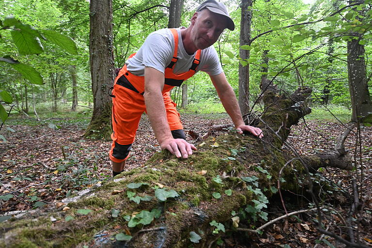Eine umgestürzte Birke darf im Wald verrotten und wird langsam von Moos und Efeu überwuchert. Eine umgestürzte Birke darf im Wald verrotten und wird langsam von Moos und Efeu überwuchert. 