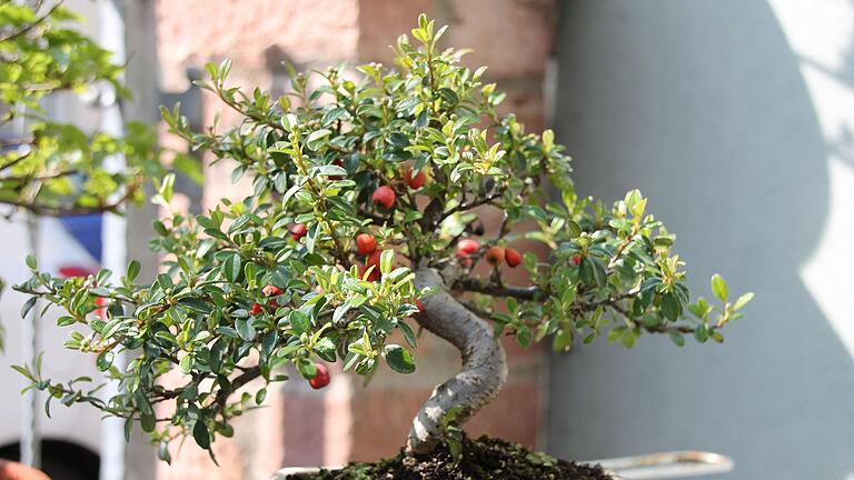 Ein Bonsai (Symbolbild).