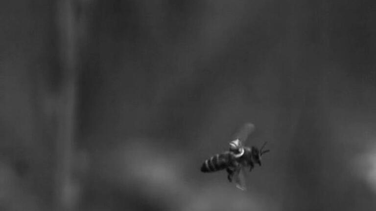 Forschende bekleben Bienen und beobachten sie mit Drohnen       -  Ein winziger Reflektor auf dem Rücken der Biene wird beschienen. So kann eine Kamera an einer Drohne die Bewegungen aufzeichnen.