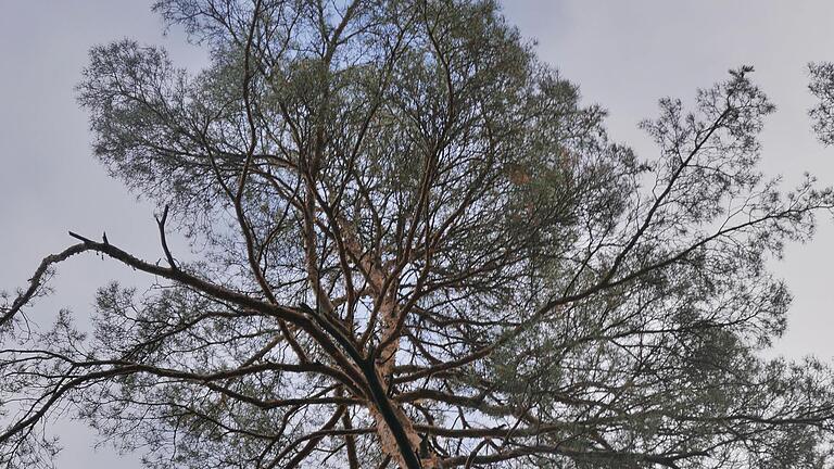 Dem Wald gilt derzeit die ganze Sorge der Grundbesitzer, den Jagdgenossen, aber auch den Forstleuten. Trockenheit und Schädlinge, dazu das Wild machen den Bäumen, vor allem dem Aufwuchs schwer zu schaffen. Ausgiebig diskutierten die Jagdgenossen in Burgwallbach den derzeitigen Zustand.