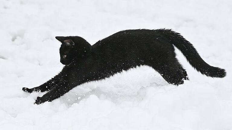 Freigänger haben ein riskantes Leben. Das gilt auch, wenn es draußen kalt ist. Frostschutzmittel führen oft zu Vergiftungen bei Katzen. Aber auch Hunde sind gefährdet.