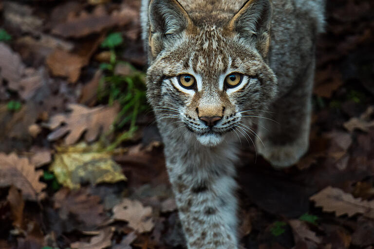 Luchs Hedwig ist mit voller Konzentration bei der (Futter)Sache.&nbsp;&nbsp;