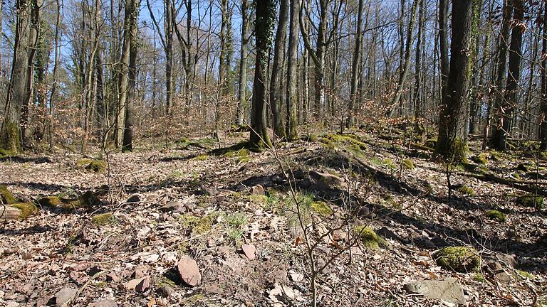Hier ist offenbar eine ehemalige Mauer oder ein ehemaliger Wall der Slorburg (erkennbar am Knick im Schatten der Bäume) zu sehen. Hier ist offenbar eine ehemalige Mauer oder ein ehemaliger Wall der Slorburg (erkennbar am Knick im Schatten der Bäume) zu sehen.