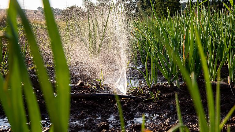 Liegt der Schlauch für die Tröpfchenbewässerung zu weit an der Erdoberfläche, können Vögel Löcher in das dünne Plastik hacken. Dann muss der Landwirt den Schlauch von Hand reparieren.