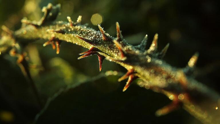 Frostiger Brombeerstrauch       -  _