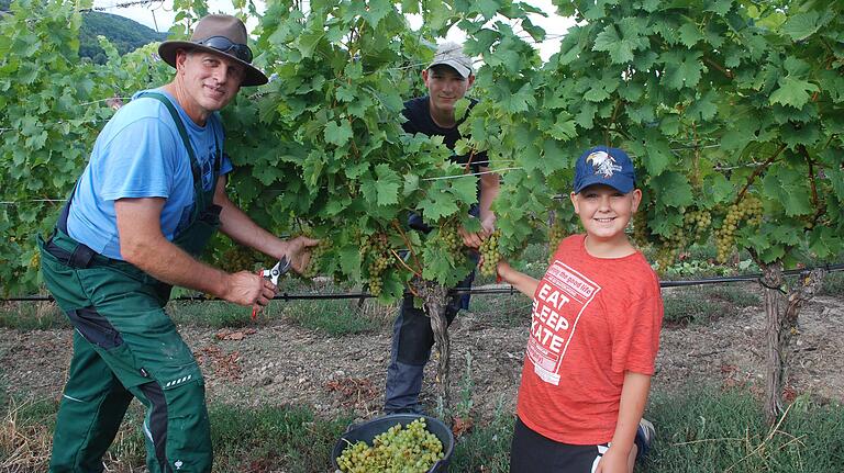 Der Kleinochsenfurter Winzer Reiner Ullrich ist mit seinen Söhnen Marcel und Andy schon früh im Weinberg unterwegs, um die ersten Ortega-Trauben zu schneiden. Der Kleinochsenfurter Winzer Reiner Ullrich ist mit seinen Söhnen Marcel und Andy schon früh im Weinberg unterwegs, um die ersten Ortega-Trauben zu schneiden.