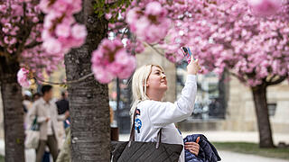 Einige Menschen tummeln sich am Sonntag (13.04.25) im Hofgarten der Residenz in Würzburg. Die Kirschblüte lockt jedes Jahr im April viele Besucher in die Gartenanlage.