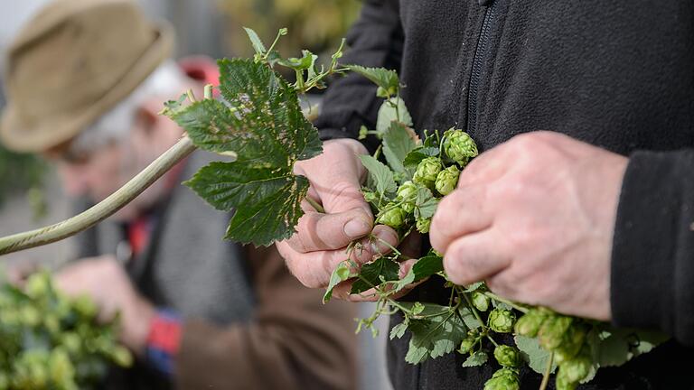 Beim Hopfenzupferfest am Samstag kann man selbst aktiv werden. Beim Hopfenzupferfest am Samstag kann man selbst aktiv werden.