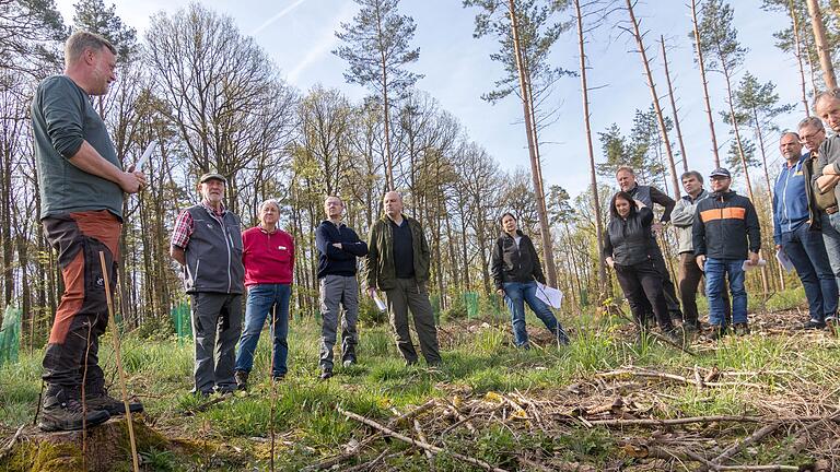 Kirsche und Baumhasel, kalabrische Tanne und Eiche aus Hähersaat sollen die Borkenkäferfläche in Seifriedsburg wieder bestocken. Kirsche und Baumhasel, kalabrische Tanne und Eiche aus Hähersaat sollen die Borkenkäferfläche in Seifriedsburg wieder bestocken.