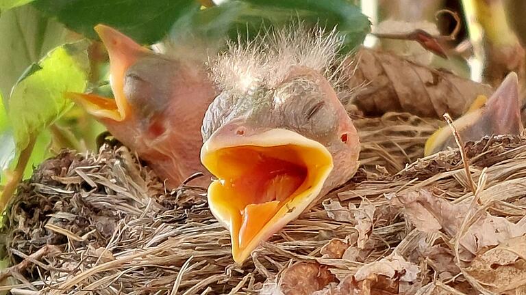 Amselküken im Nest