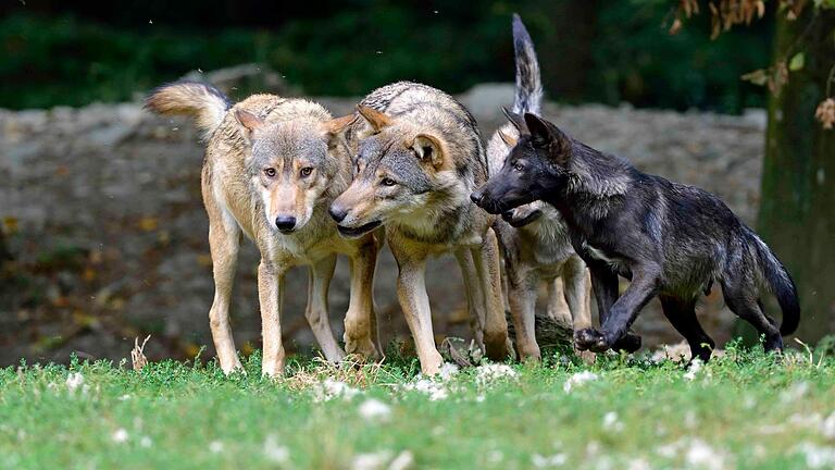 Wölfe im Wildpark in Bad Mergentheim - von Wolfshunden, wie sie in Estenfeld entlaufen waren, sind sie auch für Fachleute nur schwer zu unterscheiden.