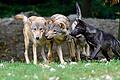 Wölfe im Wildpark in Bad Mergentheim - von Wolfshunden, wie sie in Estenfeld entlaufen waren, sind sie auch für Fachleute nur schwer zu unterscheiden.