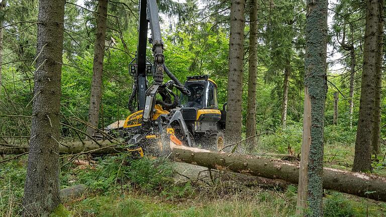 Harvester bei der Arbeit: In der Kernzone Schornhecke werden dieser Tage wieder Fichten gefällt. Noch bis 2028 besteht die Möglichkeit, die standortfremden Bäume zu entnehmen, damit hier ein naturnaher Mischwald entstehen kann.