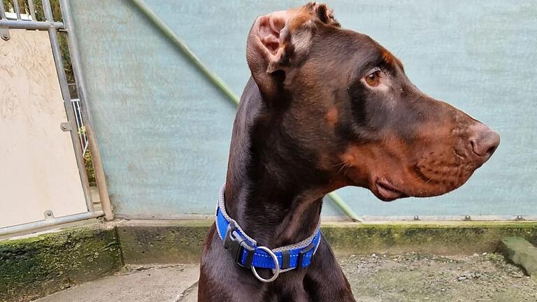 Dank der guten Pflege im Tierheim Würzburg hat 'Loki' bereits zwei Kilo zugenommen.