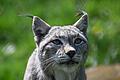 Luchs       -  Der Bund Naturschutz kritisiert den Entwurf für die Novelle des Jagdgesetzes in Bayern. (Symbolbild)