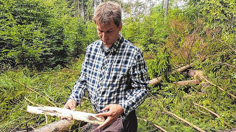 Der Leiter des Forstbetriebs Bad Königshofen, Sebastian Höllerl, zeigt einen vom Borkenkäfer befallenen Baum. Diese Insekten fühlen sich beim aktuellen Wetter besonders wohl.