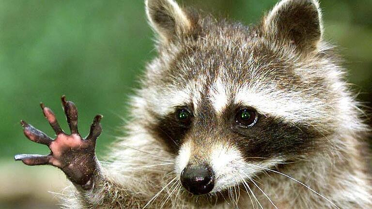 Ein Waschbär in einem Gehege scheint den Besuchern zu winken. Ein Waschbär in einem Gehege scheint den Besuchern zu winken.