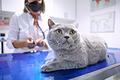 Eine Katze auf dem Untersuchungstisch.jpeg       -  Katzen in Gefahr? In Polen erkranken ungewöhnlich viele Katzen an einer tödlichen Viruskrankheit.