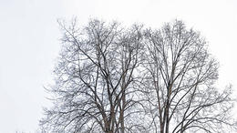 Wegen Fäulnisbefall: Die rechte der beiden Linden im Dörfliser Friedhof muss gefällt werden.