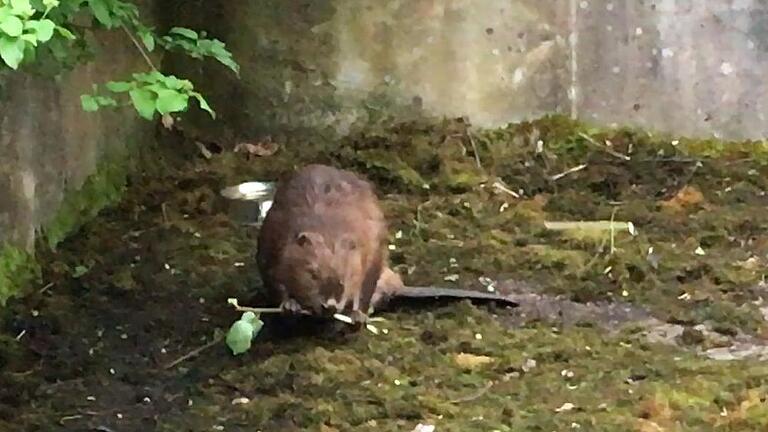 Fiel in eine leeres Becken im Garten: Biberrettung in Retzstadt