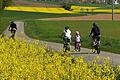 Fahrradtour im Thulbatal: Kurz hinter Hammelburg geht es rechts ab, überall leuchten die Rapsfelder.