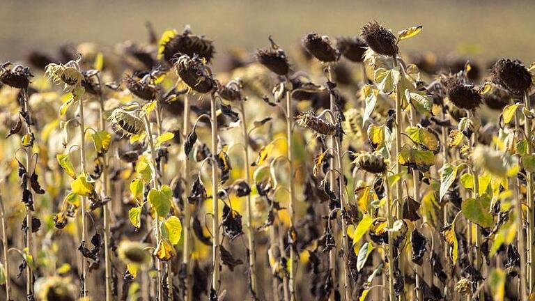 Sonnenblumen stehen auf einem Feld und werden im September und Oktober geerntet. Der Erzeugerzusammenschluss Fürstenhof verwendet die auf knapp 700 Hektar wachsenden Sonnenblumen für die Futterherstellung. Foto: Jens Büttner/dpa-Zentralbild/dpa       -  Sonnenblumenkerne haben besonders viel Vitamin B6.