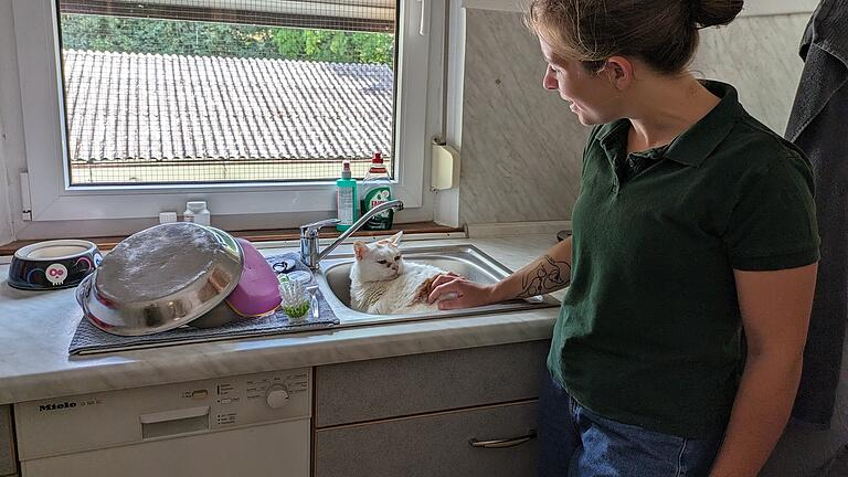 Ein Katzenzimmer ist die ehemalige Mitarbeiterküche Ein Katzenzimmer ist die ehemalige Mitarbeiterküche
