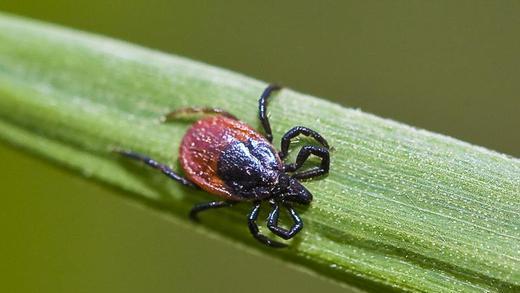 Zecke auf einem Grashalm       -  Insgesamt sind in Deutschland je nach Region 3 bis 25 Prozent der Bevölkerung bereits von einer mit Borreliose infizierten Zecke gebissen worden. Foto: Patrick Pleul