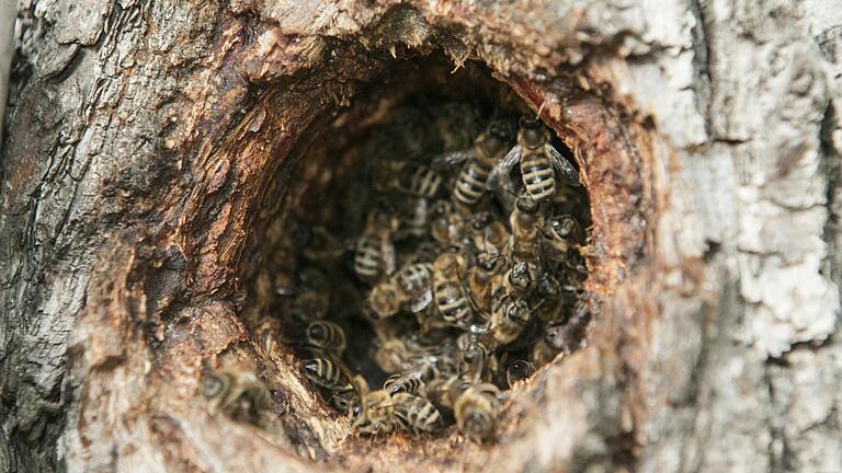 In der Nördlichen Allee in Gerolzhofen haben sich nachweislich mindestens fünf Völker von wilden Honigbienen in Baum-Höhlen eingenistet. Das Bild zeigt eine bereits sehr volle Höhle. Hier besteht die Gefahr, dass die Höhle zu klein ist für ein Überleben des Volkes.