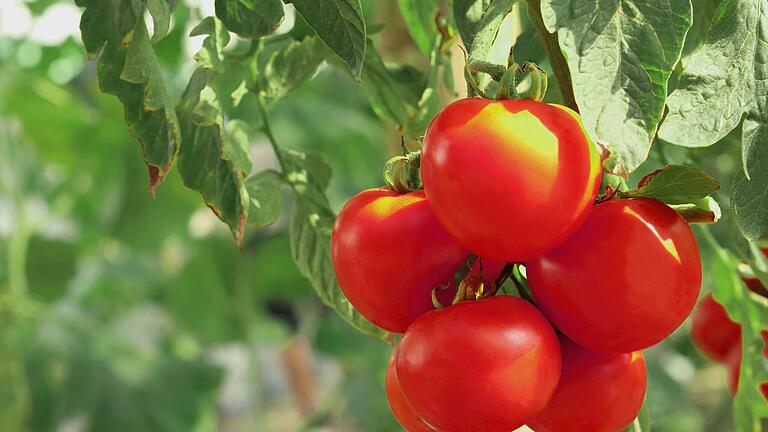 Reife Tomaten kurz vor der Ernte.