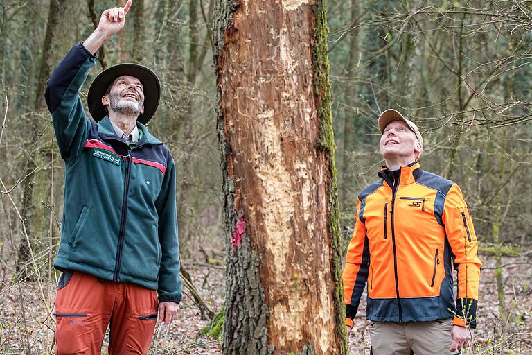 Stephan Thierfeld (links) vom AELF und Stadtförster Jochen Schenk (rechts) begutachten im Gerolzhöfer Mahlholz einen von Eichenprachtkäfern befallenen Baum. Stephan Thierfeld (links) vom AELF und Stadtförster Jochen Schenk (rechts) begutachten im Gerolzhöfer Mahlholz einen von Eichenprachtkäfern befallenen Baum.