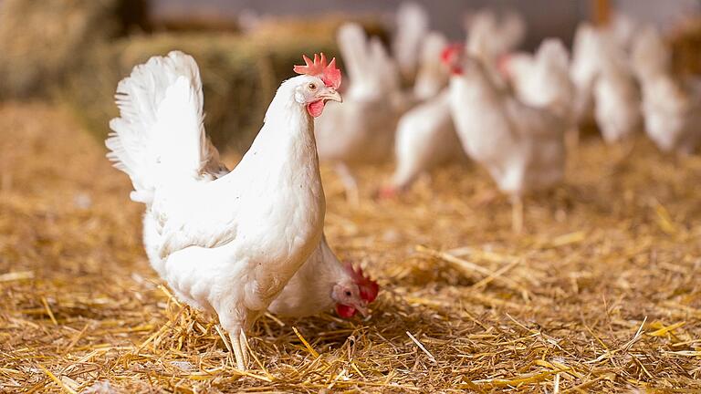 Die Vogelgrippe hat den Landkreis Kitzingen bislang verschont. Die Vogelgrippe hat den Landkreis Kitzingen bislang verschont.