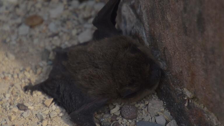 Wer tagsüber eine Fledermaus am Boden sieht, sollte das Tier genau beobachten, aber es auf keinen Fall hochnehmen. Wer tagsüber eine Fledermaus am Boden sieht, sollte das Tier genau beobachten, aber es auf keinen Fall hochnehmen.