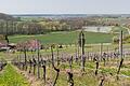 Die Weinberge am Handthaler Stollberg sind die höchstgelegene Weinlage Frankens. Sie sollen mit Wasser gegossen werden, das unter anderem in den bereits bestehenden Seen am Handthalbach (in der Bildmitte zu sehen) gesammelt wird. Hinzu kämen technische Becken in den Weinbergen, von wo aus Pumpen das Wasser in die Bewässerungsschläuche drücken.