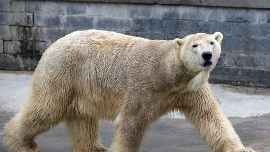 Eisbär Lars geht auf Reisen - Eisbär Lars ist am 26.03.2015 im Rostocker Zoo (Mecklenburg-Vorpommern) unterwegs. Der Vater von Knut und des letzten Eisbären-Jungen in Rostock soll am 01. April 2015 auf Reisen gehen. Lars soll künftig in Aalborg (Dänemark) für Nachwuchs sorgen. Foto: Bernd Wüstneck/dpa +++(c) dpa - Bildfunk+++ Eisbär Lars geht auf Reisen - Eisbär Lars ist am 26.03.2015 im Rostocker Zoo (Mecklenburg-Vorpommern) unterwegs. Der Vater von Knut und des letzten Eisbären-Jungen in Rostock soll am 01. April 2015 auf Reisen gehen. Lars soll künftig in Aalborg (Dänemark) für Nachwuchs sorgen. Foto: Bernd Wüstneck/dpa +++(c) dpa - Bildfunk+++