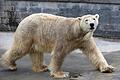Eisbär Lars geht auf Reisen       -  Eisbär Lars ist am 26.03.2015 im Rostocker Zoo (Mecklenburg-Vorpommern) unterwegs. Der Vater von Knut und des letzten Eisbären-Jungen in Rostock soll am 01. April 2015 auf Reisen gehen. Lars soll künftig in Aalborg (Dänemark) für Nachwuchs sorgen. Foto: Bernd Wüstneck/dpa +++(c) dpa - Bildfunk+++