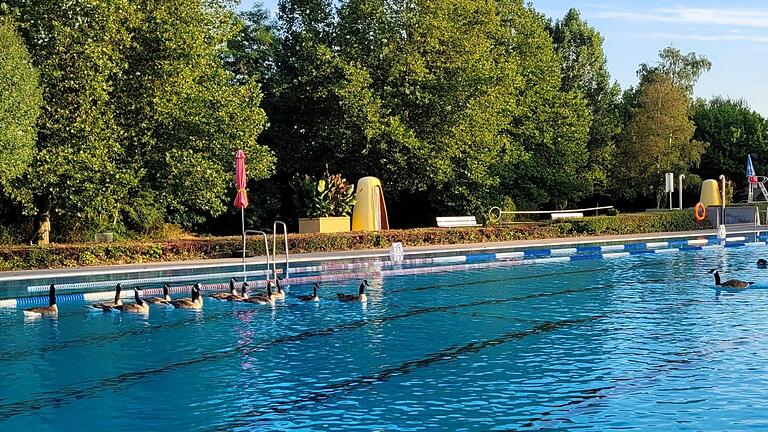 Vergangenes Jahr bevölkerten noch deutlich mehr Nilgänse das Becken im Freibad. Vergangenes Jahr bevölkerten noch deutlich mehr Nilgänse das Becken im Freibad.