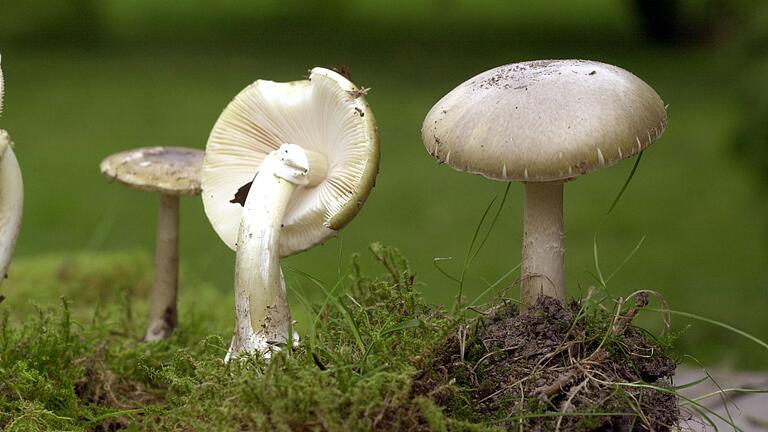 Der Grüne Knollenblätterpilz ist für die meisten Pilzvergiftungen in Europa verantwortlich. Er sieht dem Wiesenchampignon zum Verwechseln ähnlich. Der Grüne Knollenblätterpilz ist für die meisten Pilzvergiftungen in Europa verantwortlich. Er sieht dem Wiesenchampignon zum Verwechseln ähnlich.