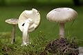 Der Grüne Knollenblätterpilz ist für die meisten Pilzvergiftungen in Europa verantwortlich. Er sieht dem Wiesenchampignon zum Verwechseln ähnlich.