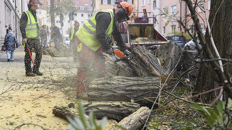 Mitarbeiter des Gartenamtes fällten am Dienstag Robinien in der Sedanstraße in der Zellerau.