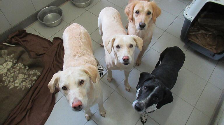 Im Bild Labrador-Mischlinge, die das Tierheim Schwebheim vor einiger Zeit versorgt hat.