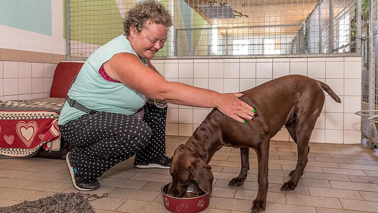 Plätze in der Tierpension sind in Unterfranken rar, der Bedarf ist enorm. Deutsch Kurzhaar Hündin Paula hat einen Platz bekommen in der Tierpension von Ursula Buchen in Höchheim (Lkr.&nbsp; Rhön-Grabfeld).&nbsp; &nbsp;