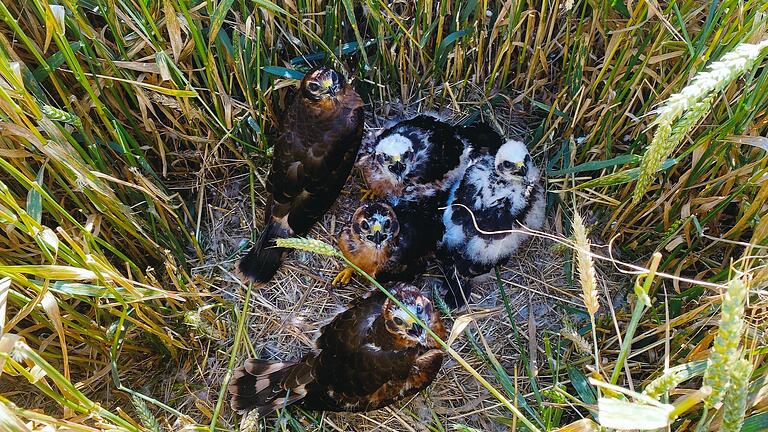 Fünf junge Wiesenweihen hat Willi Volkmuth Anfang Juli in einem Feld auf der Sulzthaler Gemarkung fotografiert. Der Vogelschützer beobachtet die streng geschützten Tiere seit Jahren und steckt ihre Brutgebiete ab.       -  Fünf junge Wiesenweihen hat Willi Volkmuth Anfang Juli in einem Feld auf der Sulzthaler Gemarkung fotografiert. Der Vogelschützer beobachtet die streng geschützten Tiere seit Jahren und steckt ihre Brutgebiete ab.