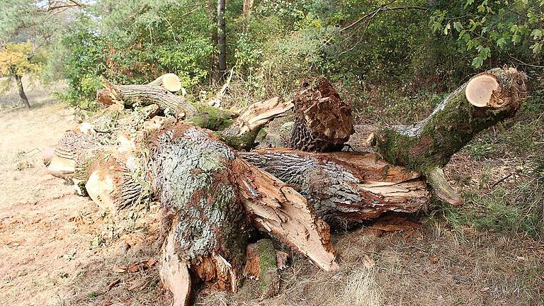 Die rund 800 Jahre alte Kaisereiche bei Füttersee wurde nun nach den Sturmschäden begutachtet. Etwas &bdquo;Kleinholz&rdquo;, das vom Baum abgerissen wurde, liegt daneben.